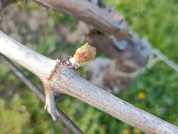 Obvestilo vinogradnikom o varstvu vinske trte
