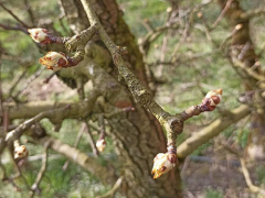 Varstvo sadnega drevja