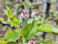Varstvo sadnega drevja