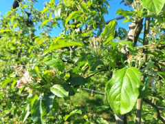 Varstvo sadnega drevja