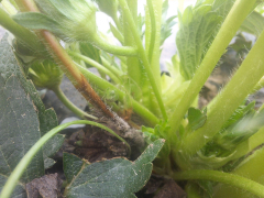 Obvestilo za varstvo jagod