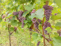 Slika_1_trgatev_Badovinac_I
