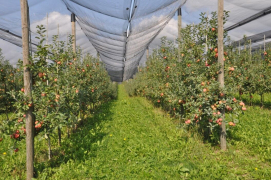 Poobiralni ukrepi v nasadih jablan