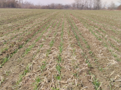 Zgodnje dognojevanje žit in drugih ozimin