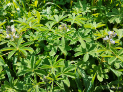 Slika 1: (foto Mateja Strgulec)