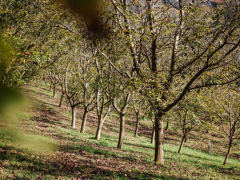 Slika 1: Matic Javornik