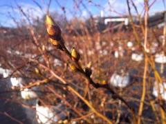 Slika_1_varstvo rastlin_Imperl_I