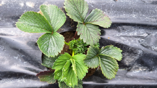 Slika_1_jagode_Imperl_I