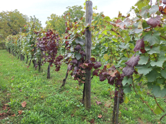 Obvestilo vinogradnikom glede finančnega nadomestila zaradi zlate trsne rumenice za leto 2025