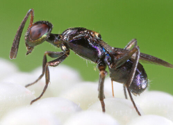 slika1: parazitoidna osica Anastatus-bifasciatus_www.picaunt.si