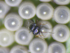 Tehnološka navodila za biotično varstvo rastlin