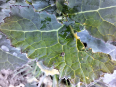 Obvestilo za zatiranje škodljivcev v oljni ogrščici