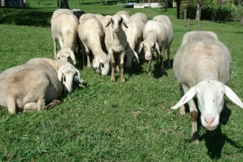 Slika_1_drobnica_arhiv KGZS - Zavod NM