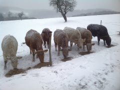 Slika_1_Prezimovanje goveda na pašniku_Sotošek_V