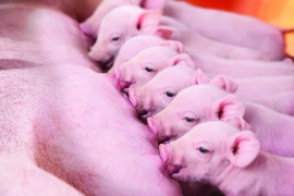 Slika_1_vzreja pujskov_Glač_S