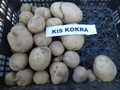 Slika 1: krompir Kokra_(Igor Škerbot)