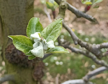 Varstvo jablan in hrušk