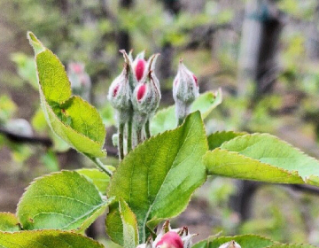 Varstvo sadnega drevja
