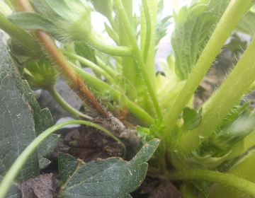 Obvestilo za varstvo jagod