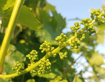 Obvestilo vinogradnikom o aktualnem varstvu vinske...