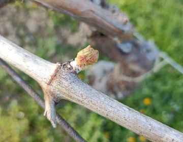 Obvestilo vinogradnikom o aktualnem varstvu vinske trte