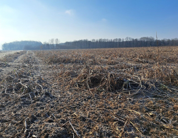 Pomrznjena mešanica Bodenfit 11.1.2024 na njivi kmetije Arh v Velikem Podlogu