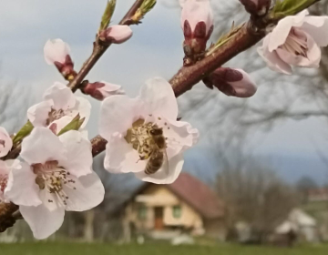 Slika_1_cvetenje_Cvelbar_U