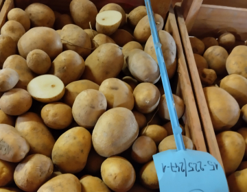 Slika 1: (foto Mateja Strgulec)