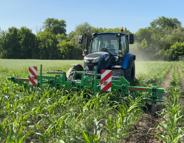 Slika 1: Koruza (foto Matjaž Žnideršič)