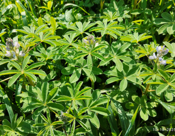 Slika 1: (foto Mateja Strgulec)