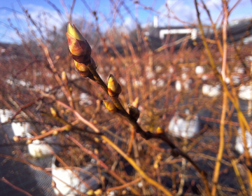 Slika_1_varstvo rastlin_Imperl_I