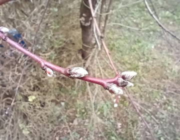 Slika_1_varstvo rastlin_KGZS - Zavod NM