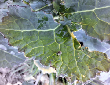 Obvestilo za zatiranje škodljivcev v oljni ogrš...