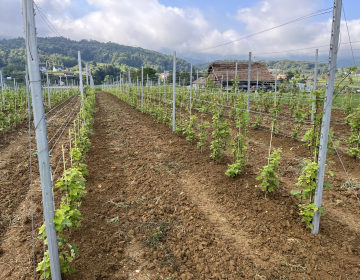 Prestrukturiranje in preusmeritev vinogradov
