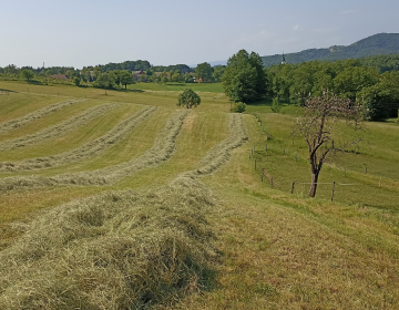 Slika_1_pozna košnja v letu 2023_Sotošek_V