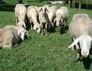 Slika_1_drobnica_arhiv KGZS - Zavod NM