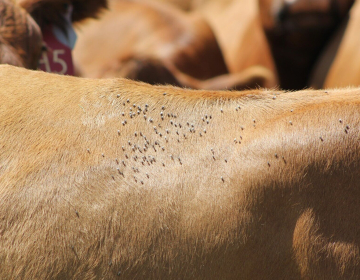 Slika_1_University of Nebraska–Lincoln, UNL Beef