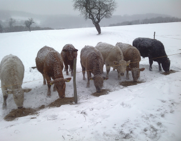Slika_1_Prezimovanje goveda na pašniku_Sotošek_V