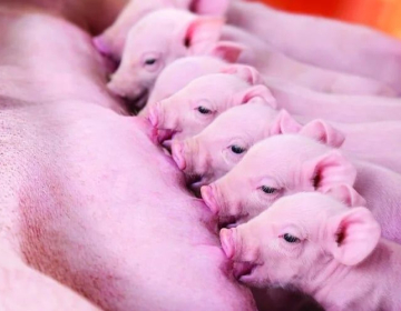 Slika_1_vzreja pujskov_Glač_S