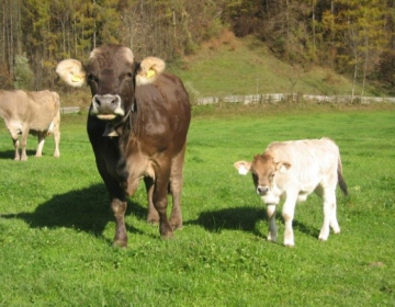 Posnetek usposabljanja Dobrobit živali na podro...