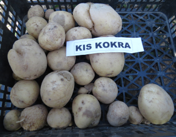Slika 1: krompir Kokra_(Igor Škerbot)