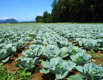 Slika: Večje količine pridelkov zelenjave, potrebujejo povezovanje kmetij