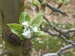 Varstvo jablan in hrušk