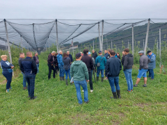 Posvet o zimski rezi jablan hrušk in vinske trte s praktičnim prikazom