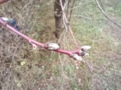 Slika_1_varstvo rastlin_KGZS - Zavod NM