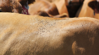 Slika_1_University of Nebraska–Lincoln, UNL Beef