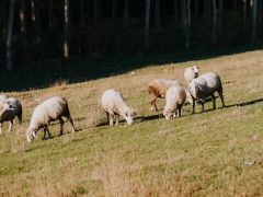 Slika 1: Ovca_vir fotografije_splet