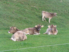 Slika_1_telice na paši_Glač_S