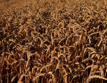 Slika_1_polje_Kramar_Z