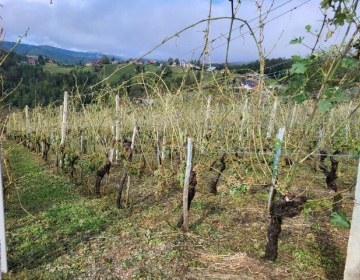 Slika_1_vinograd_suša_arhiv KGZS - Zavod NM